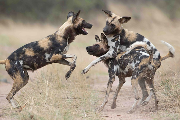 African wild dogs playing