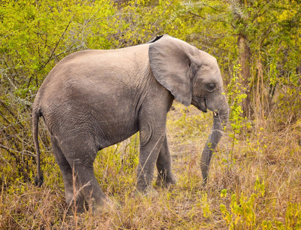 Mozambique announces major decline in elephant population - Africa