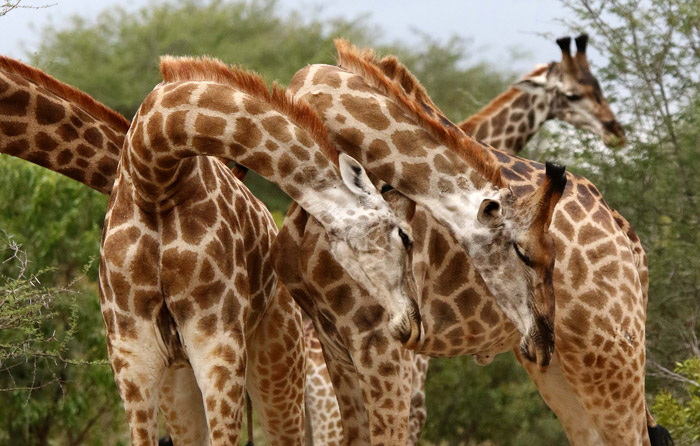 Young Male Giraffes Necking