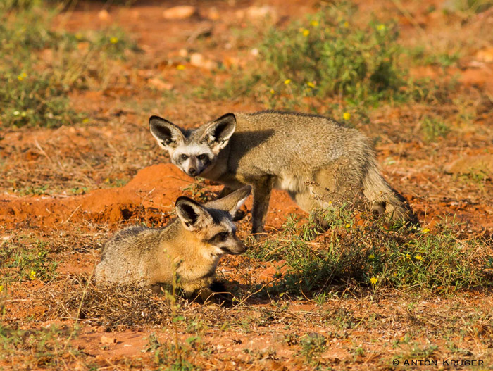 Bat-eared fox in Limpopo-Lipadi