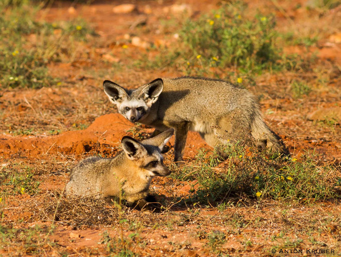 Resultado de imagem para bat eared fox habitat map