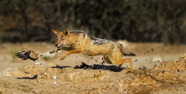 Photographer of the Year - 2015 Winners - Africa Geographic