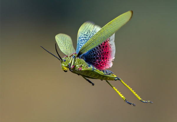 Photographer of the Year - 2015 Winners - Africa Geographic