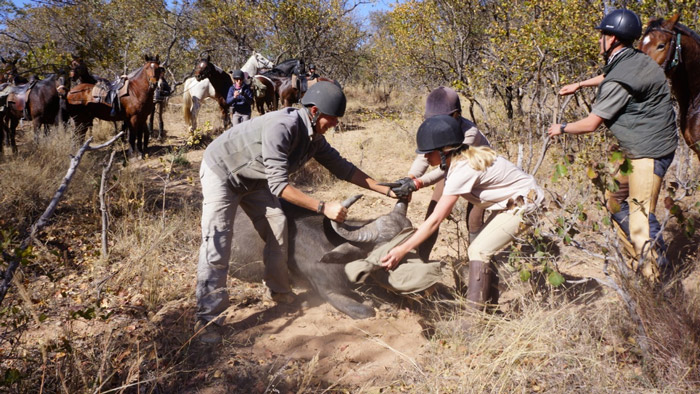 Buffalo bull capture