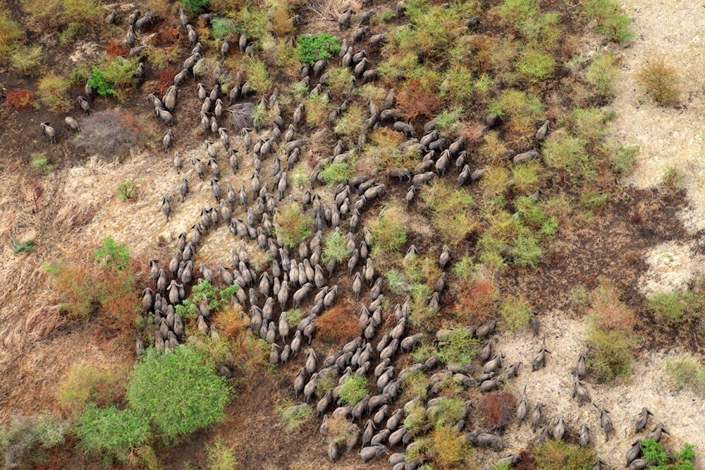 elephant-herds-zakouma