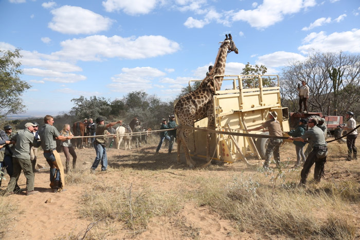 giraffe capture on the game census safari