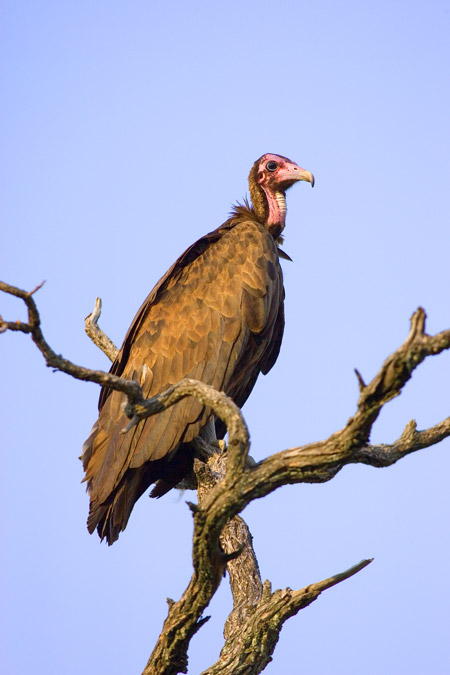 Hooded Vulture Africa Geographic