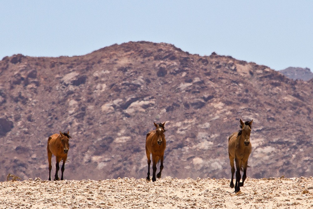 horses-desert