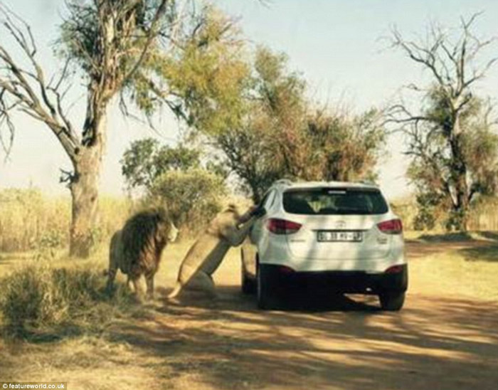 tourist killed by lion