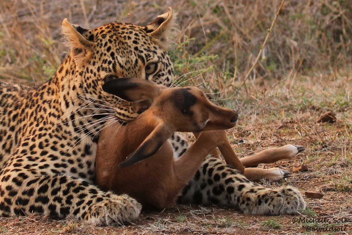 The leopard and the lamb | South Africa