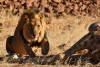 Lions are in trouble in Namibia - Africa Geographic