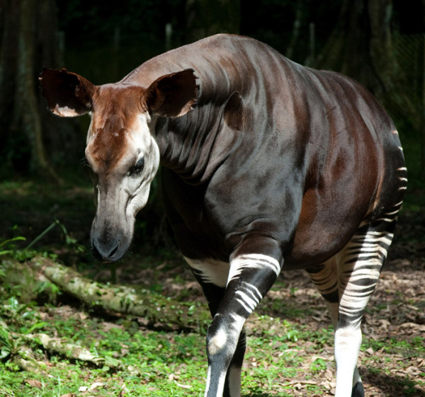 okapi teddy