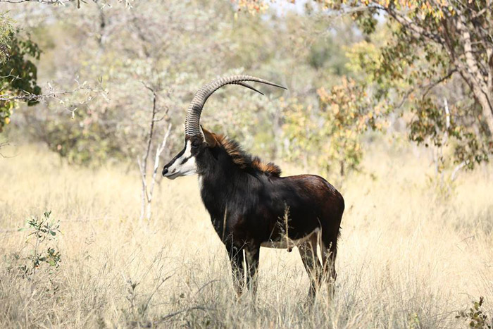 Sable antelope bull capture