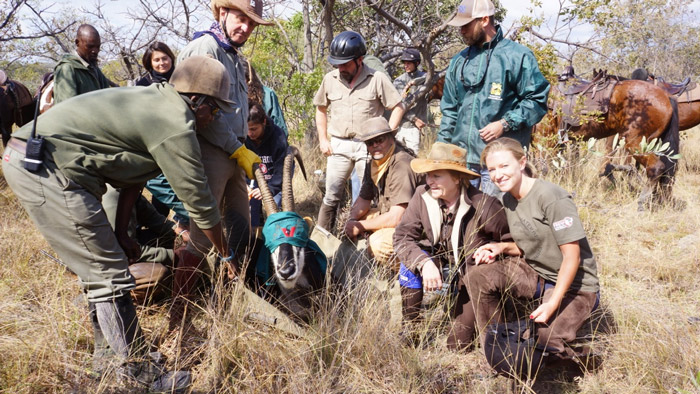 Transporting a sable antelope bull