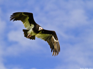 soaring white-headed vulture