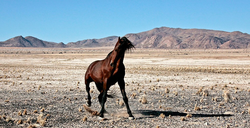 wild-horse-namibia-3