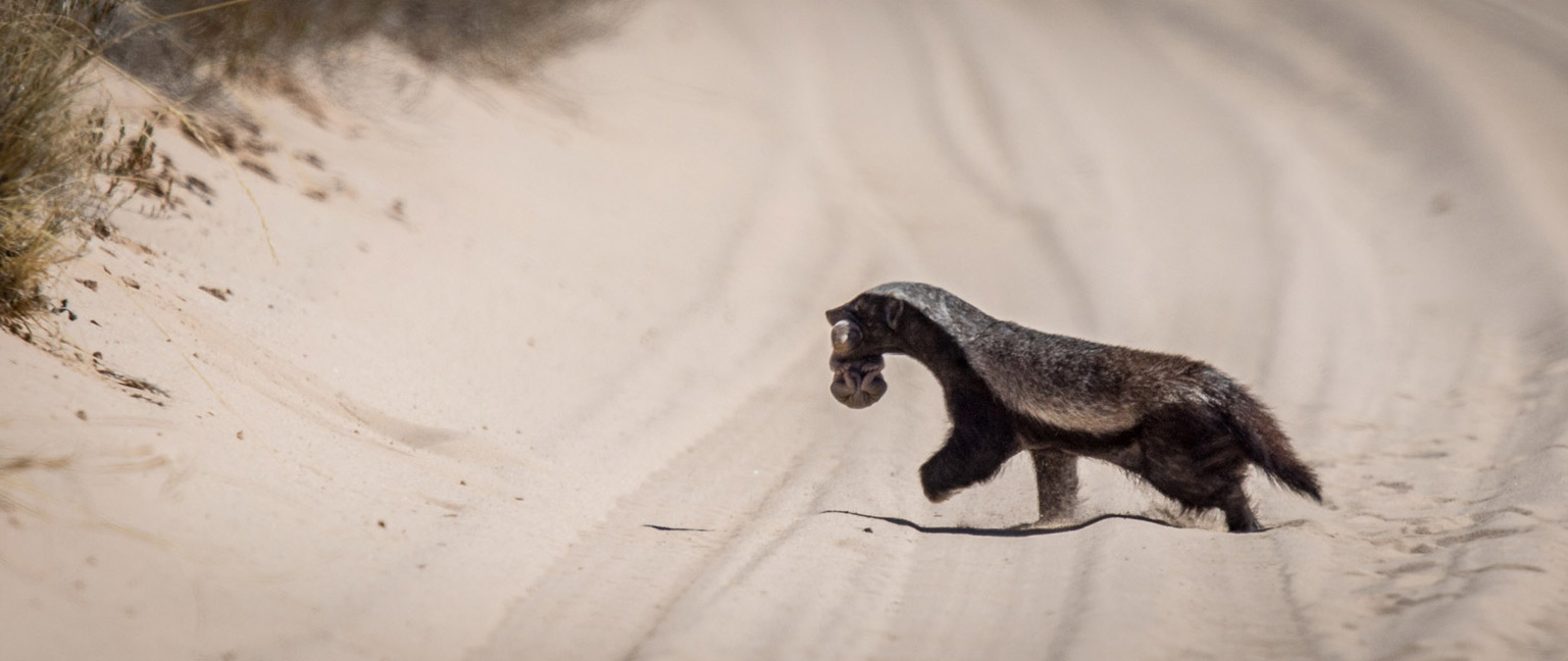 1-Honey-badger-and-pup2 - Africa Geographic