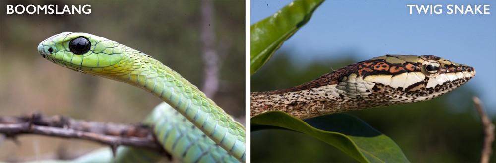 Snake Catcher Paralyzed, Struggled To Breathe After Two Black Mamba Bites