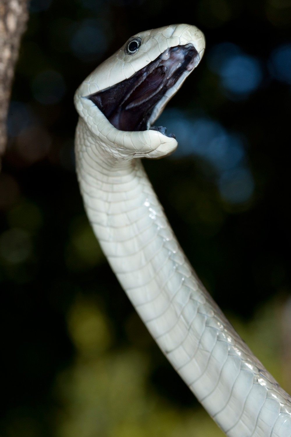 Snake Catcher Paralyzed, Struggled To Breathe After Two Black Mamba Bites