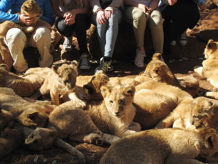 blood lions