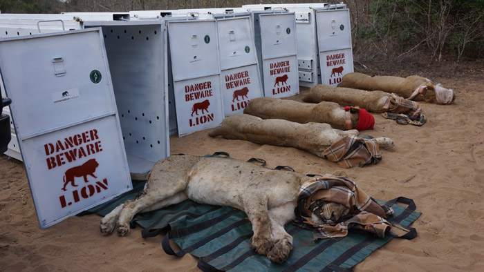 lion relocation to Akagera
