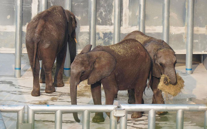 baby elephants, China zoo