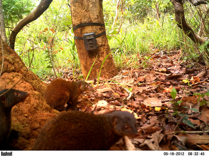 Pousargues's Mongoose