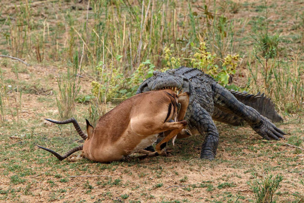 The opportunistic crocodile nabs the carcass - Africa Geographic