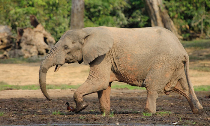 Are we condemning forest elephants by ignoring evidence? - Africa ...