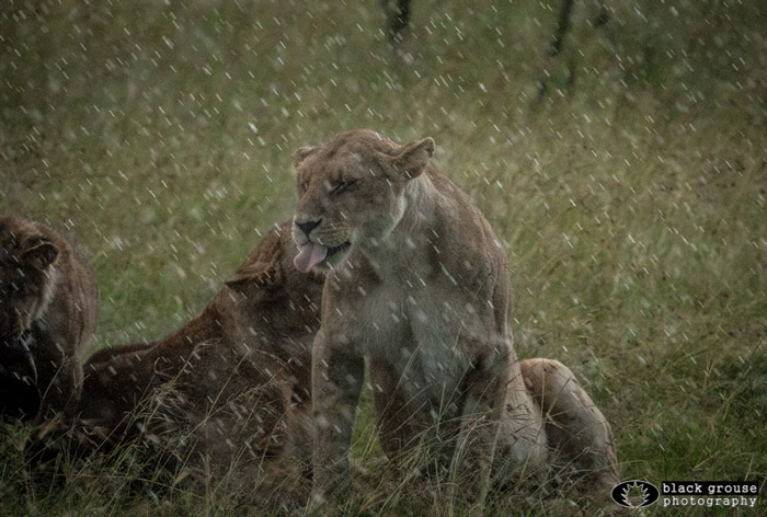 masai-mara-lions.jpg