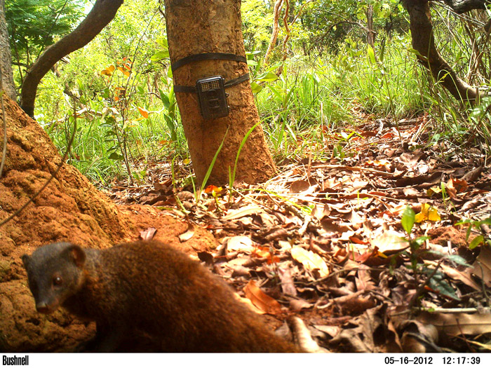 Pousargues's Mongoose