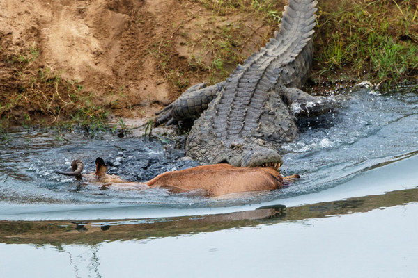 river-crocodile-impala - Africa Geographic