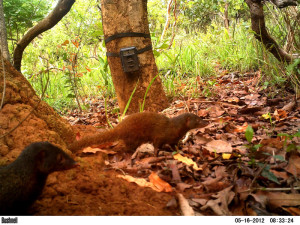 Pousargues's Mongoose