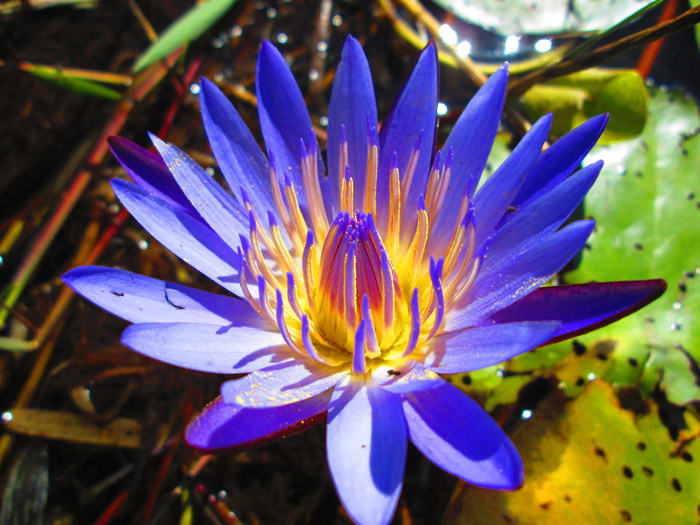 waterlily Africa Geographic