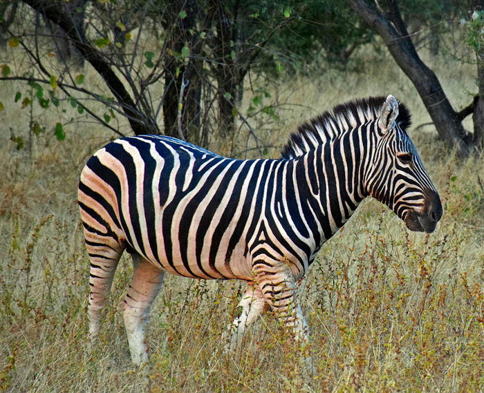 Making the most of a Botswana horse safari - Africa Geographic