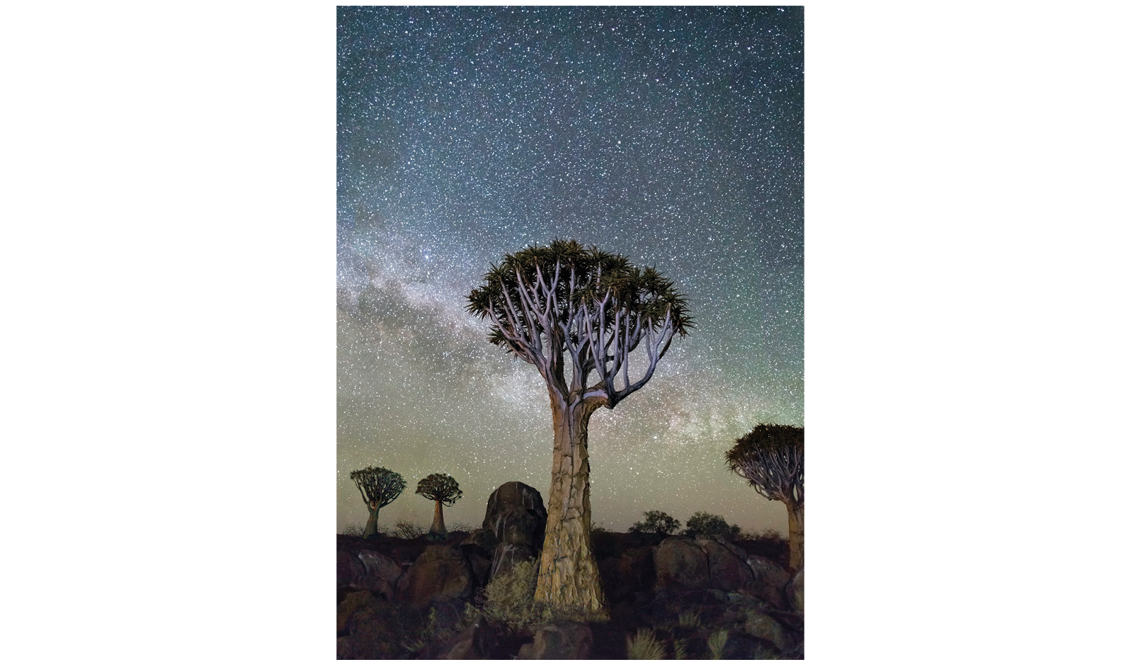 baobab