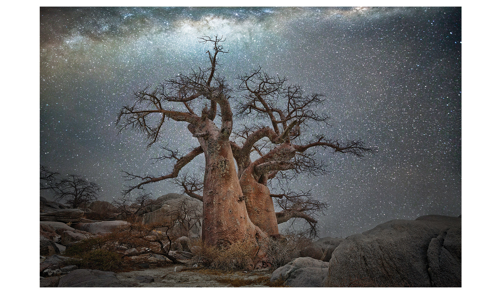 baobab