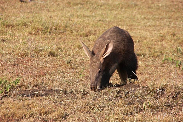 Facts about aardvarks - Africa Geographic