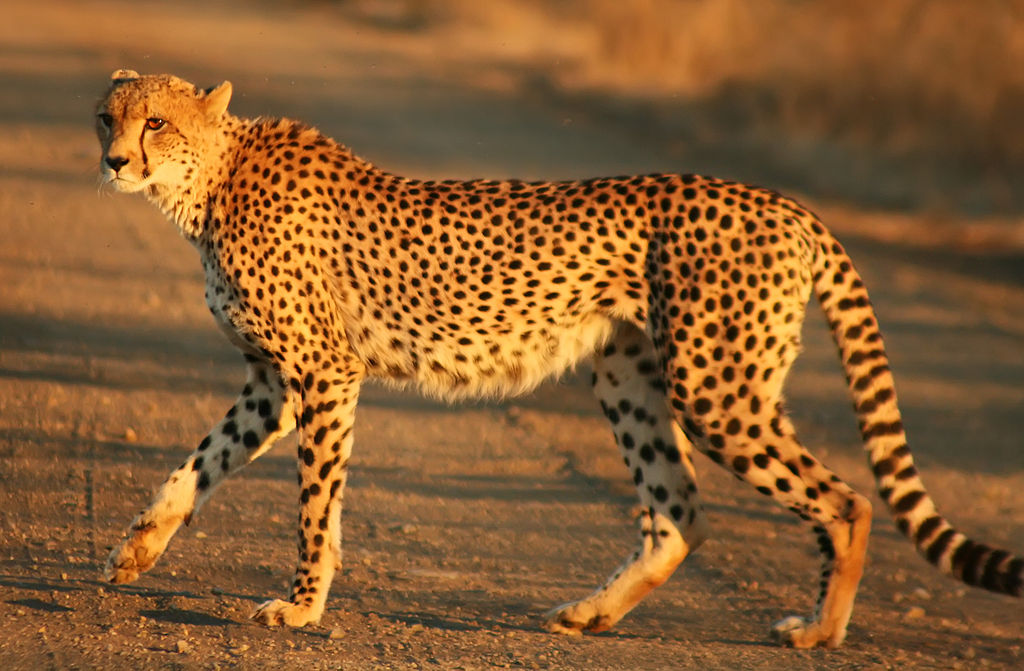 Schoolchild attacked by captive cheetah - Africa Geographic