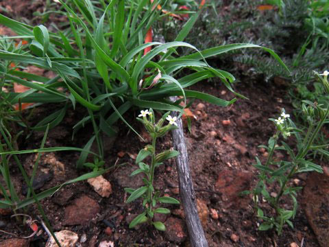 Cape Granite flax