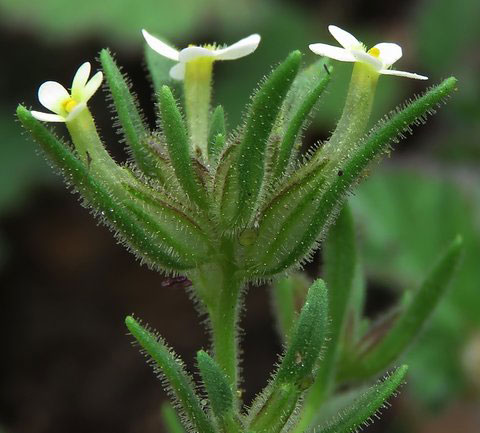 Granite Cape Flax