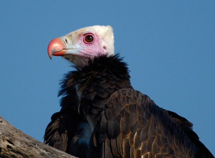 Do 1 thing for International Vulture Awareness Day - Africa Geographic