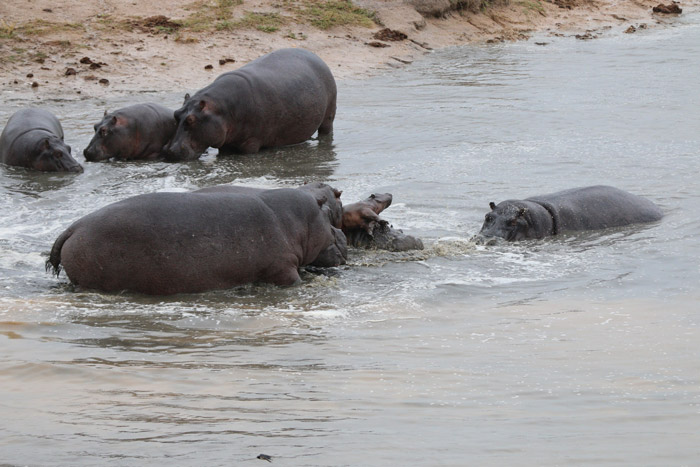 hippo-calf-rejected-by-pod - Africa Geographic