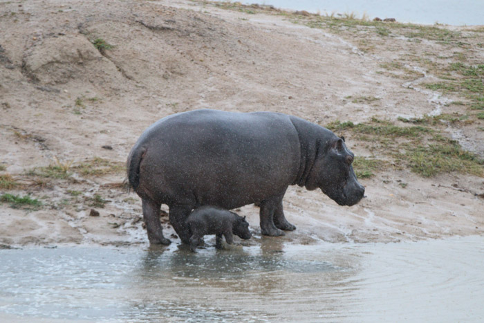 Baby hippo killed