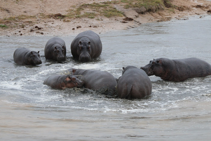 Baby hippo killed