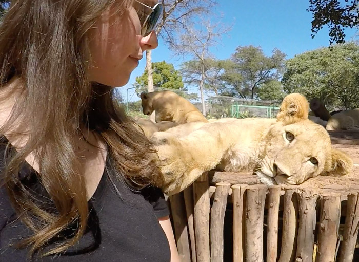 Lion cub petting