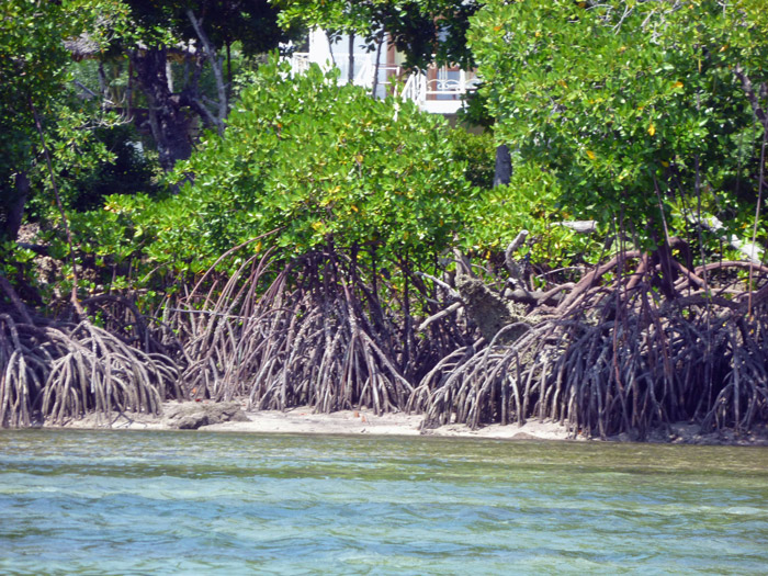mangrovesinmidacreek Africa Geographic
