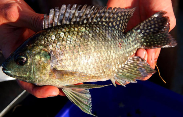 oreochromis-leucosticta - Africa Geographic