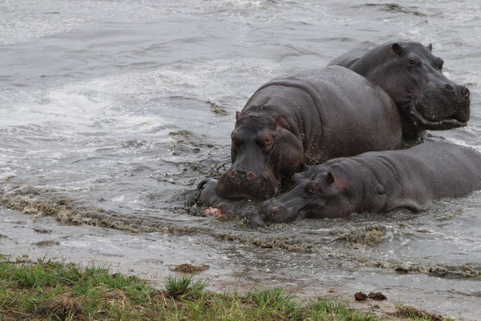 Baby hippo killed