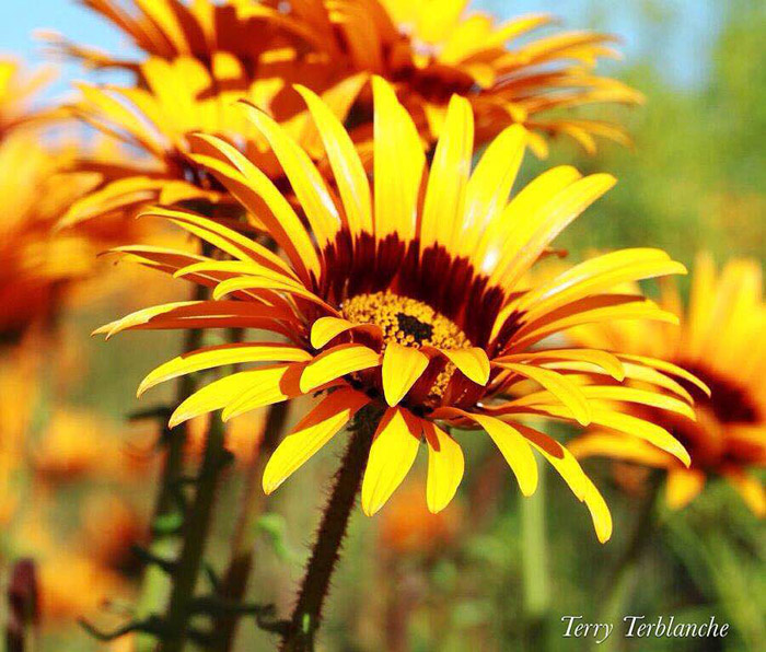 Namaqualand s Sensational Spring Season Africa Geographic